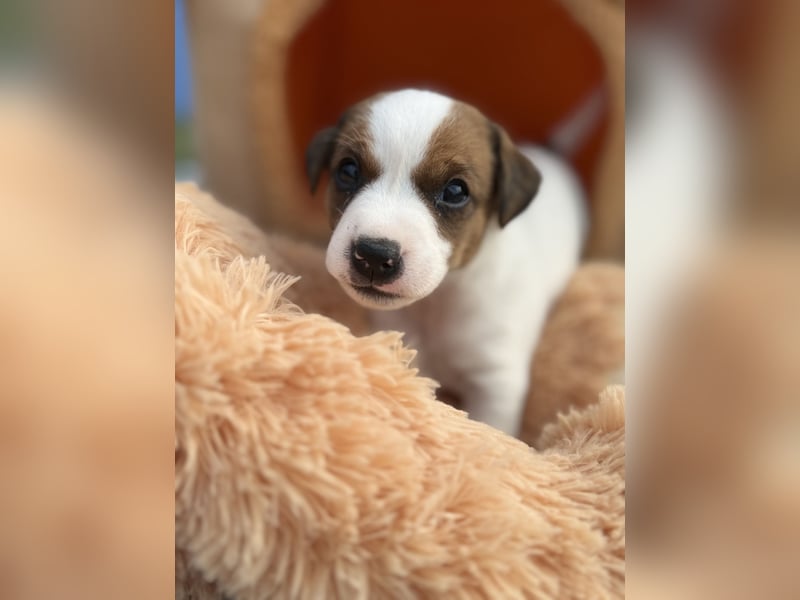 Jack Russel Terrier Welpen mit Stammbaum
