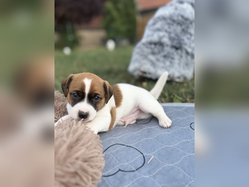 Jack Russel Terrier Welpen mit Stammbaum