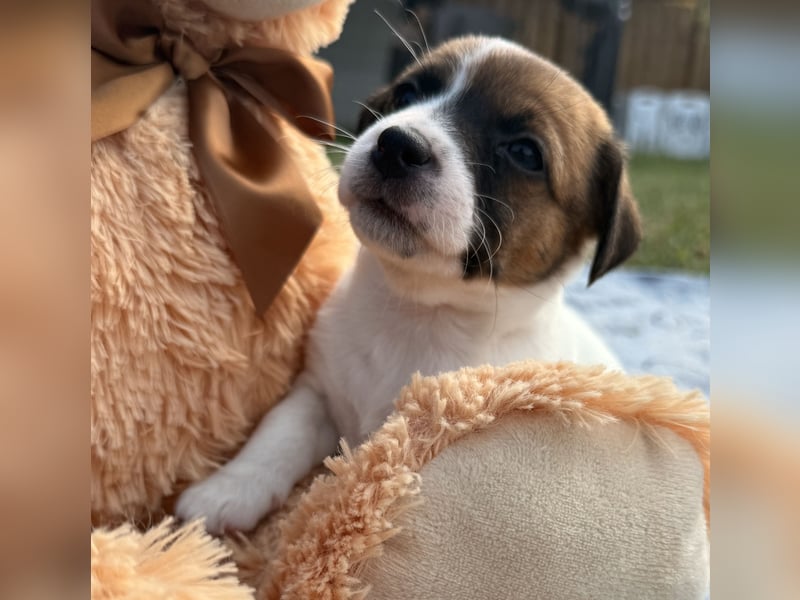 Jack Russel Terrier Welpen mit Stammbaum