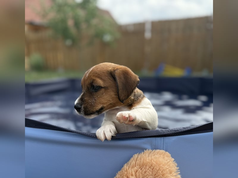 Jack Russel Terrier Welpen mit Stammbaum
