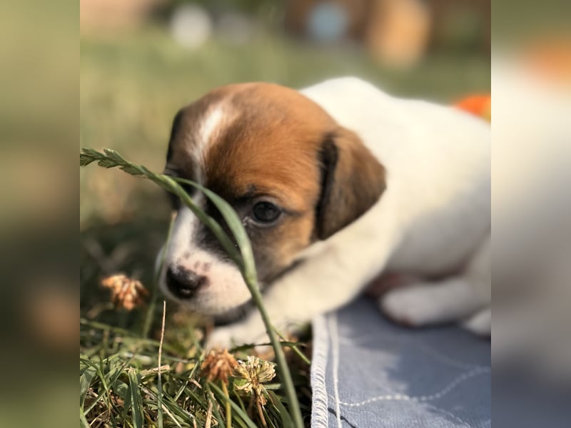 Jack Russel Terrier Welpen mit Stammbaum