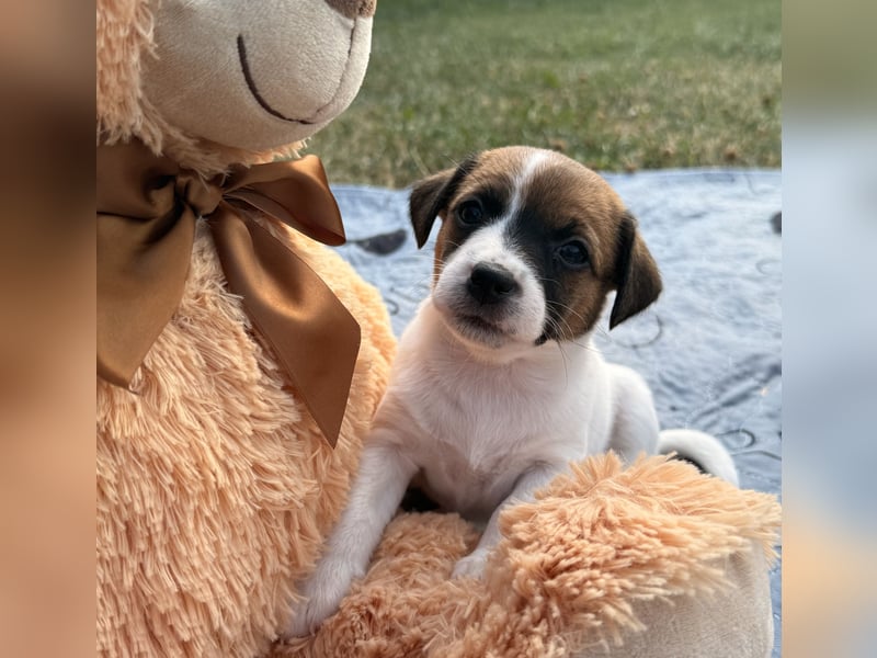 Jack Russel Terrier Welpen mit Stammbaum