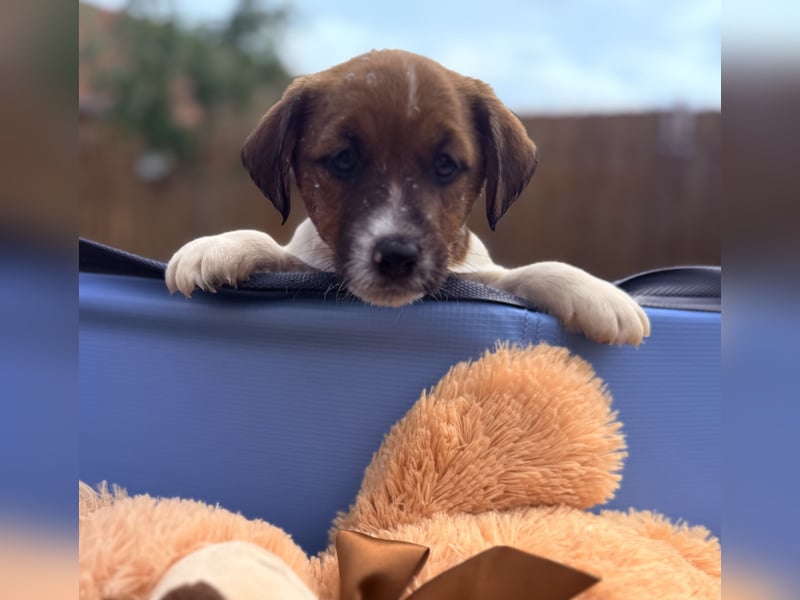 Jack Russel Terrier Welpen mit Stammbaum