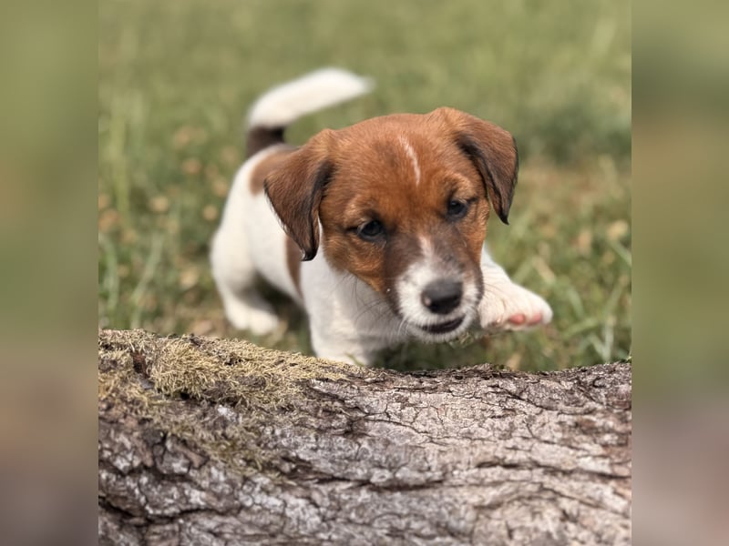 Jack Russel Terrier Welpen mit Stammbaum