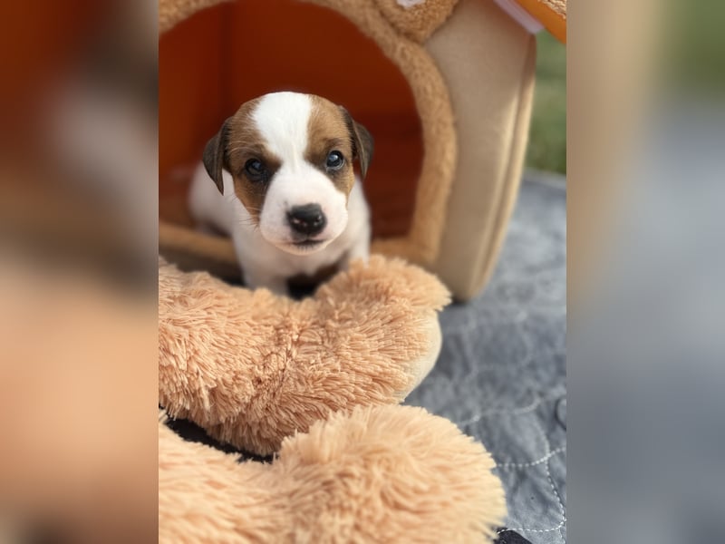 Jack Russel Terrier Welpen mit Stammbaum