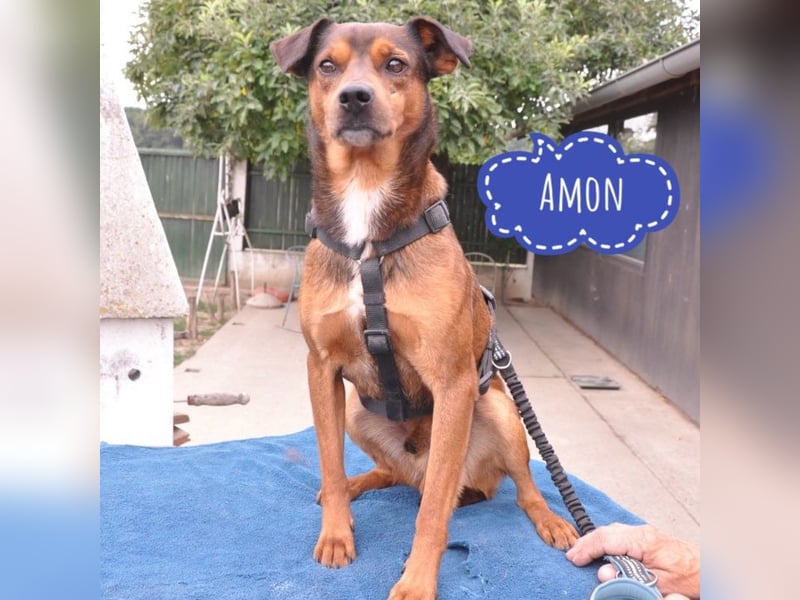 Amon ein verspielter Bub