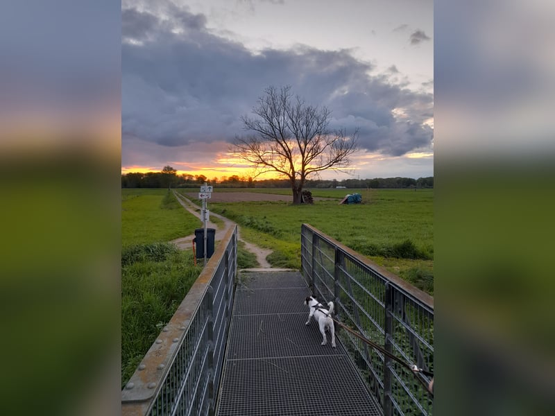 Jack Russel sucht neues Zuhause