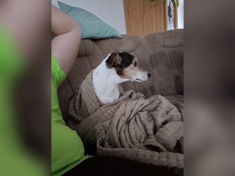 Jack Russel sucht neues Zuhause