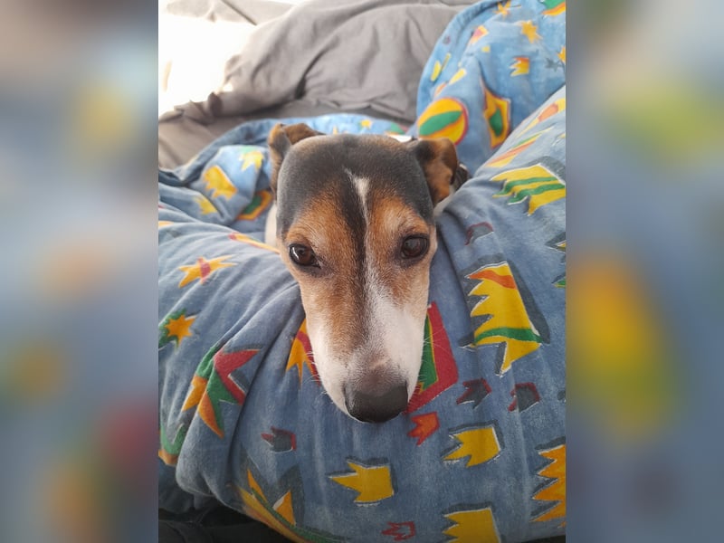 Jack Russel sucht neues Zuhause
