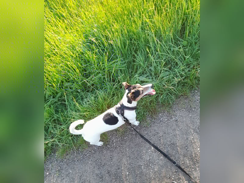 Jack Russel sucht neues Zuhause