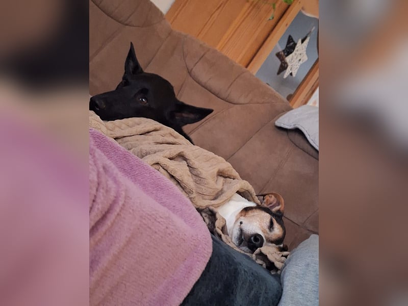 Jack Russel sucht neues Zuhause
