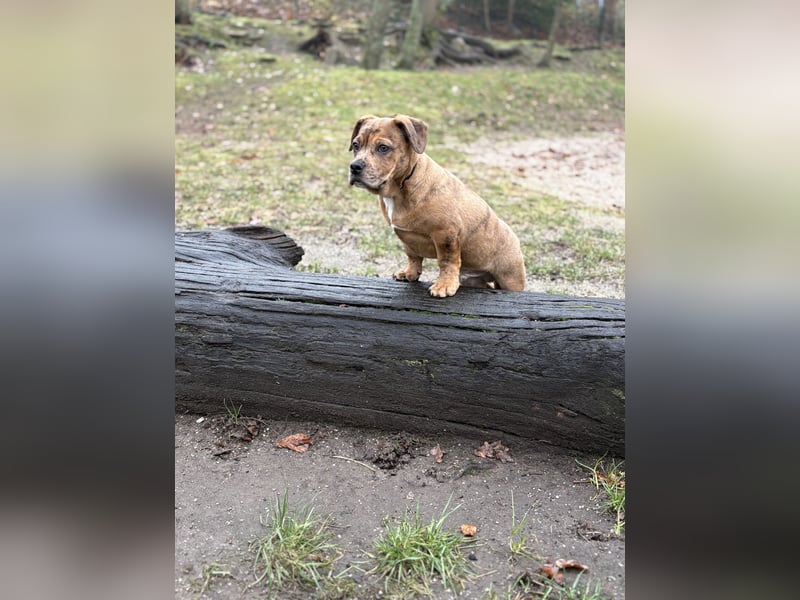 Unser Teddy sucht ein neues Zuhause 