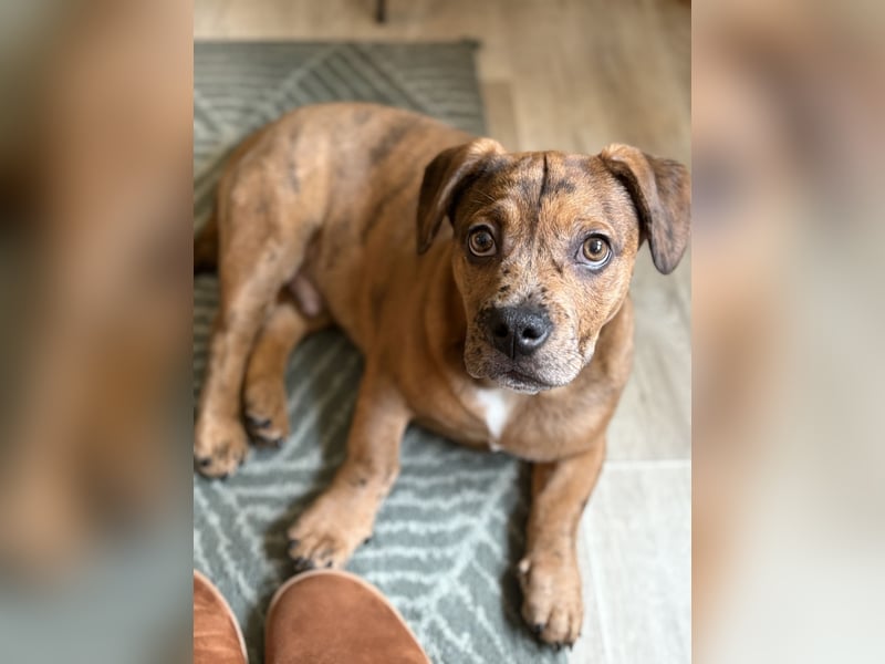 Unser Teddy sucht ein neues Zuhause 