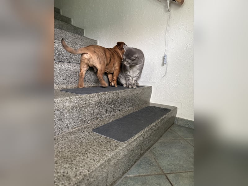 Unser Teddy sucht ein neues Zuhause 