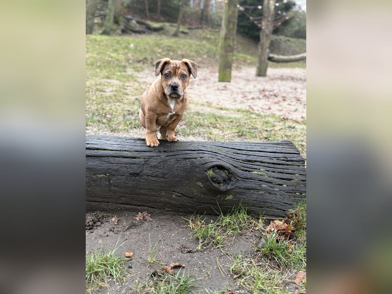 Unser Teddy sucht ein neues Zuhause 