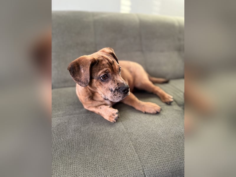 Unser Teddy sucht ein neues Zuhause 
