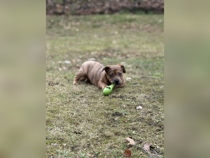 Unser Teddy sucht ein neues Zuhause 