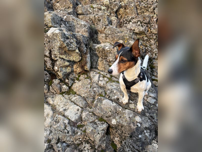 Jack Russell Terrier