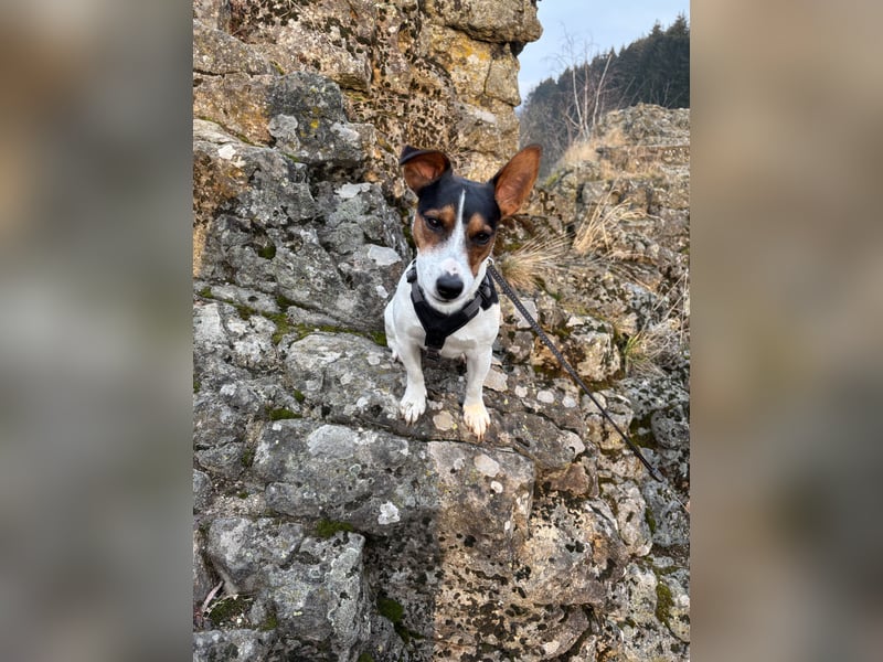 Jack Russell Terrier