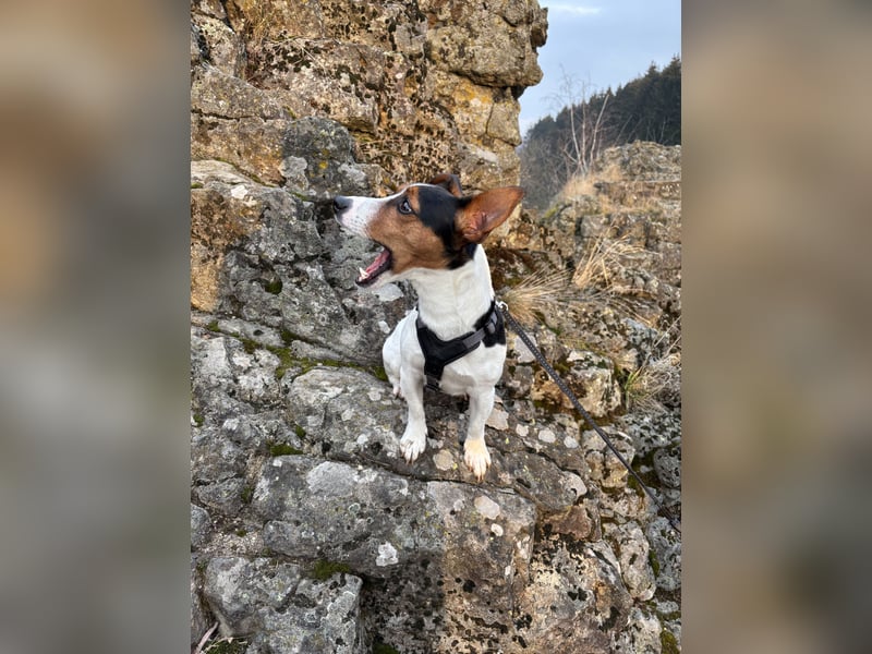 Jack Russell Terrier