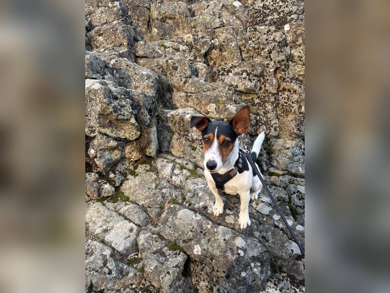 Jack Russell Terrier