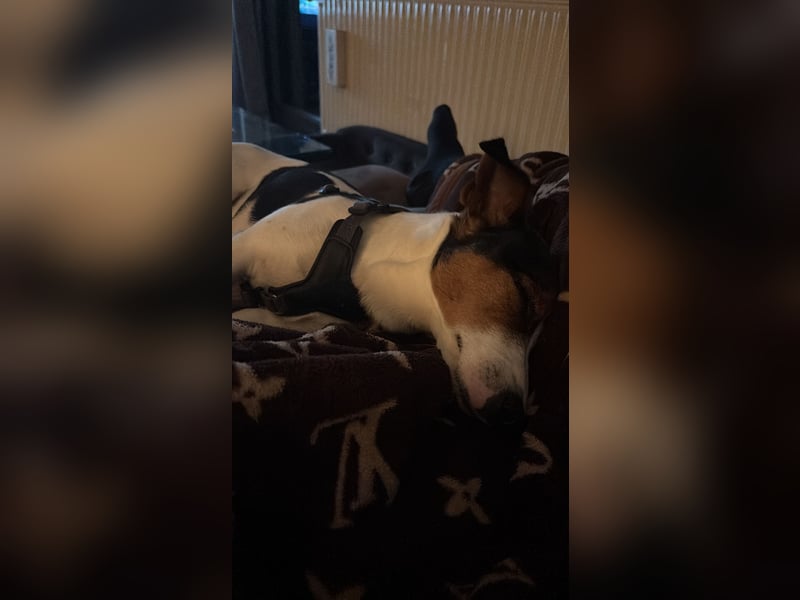 Jack Russell Terrier