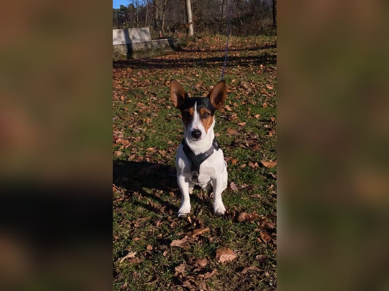 Jack Russell Terrier