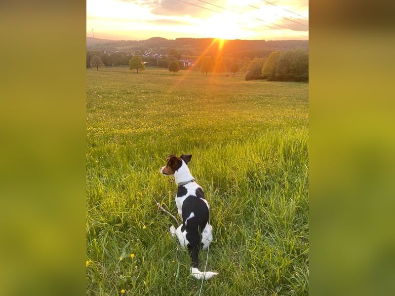 Jack Russell Terrier