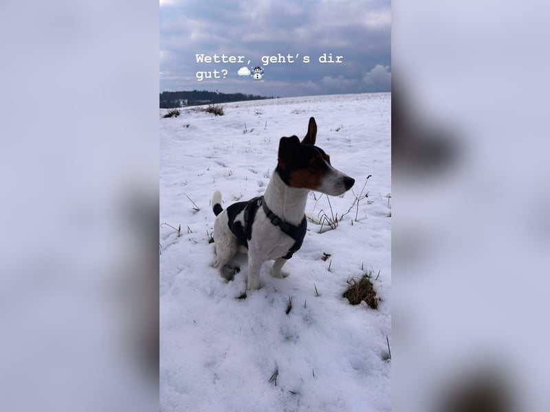 Jack Russell Terrier