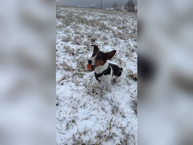 Jack Russell Terrier