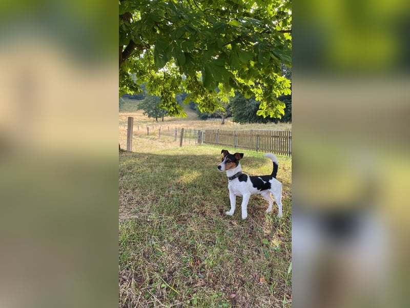 Jack Russell Terrier