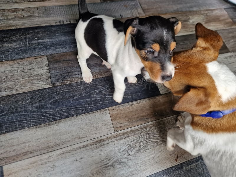 Jack russell terrier tricolor welpen