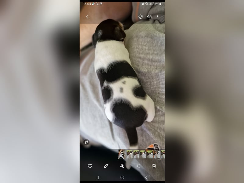 Jack russell terrier tricolor welpen