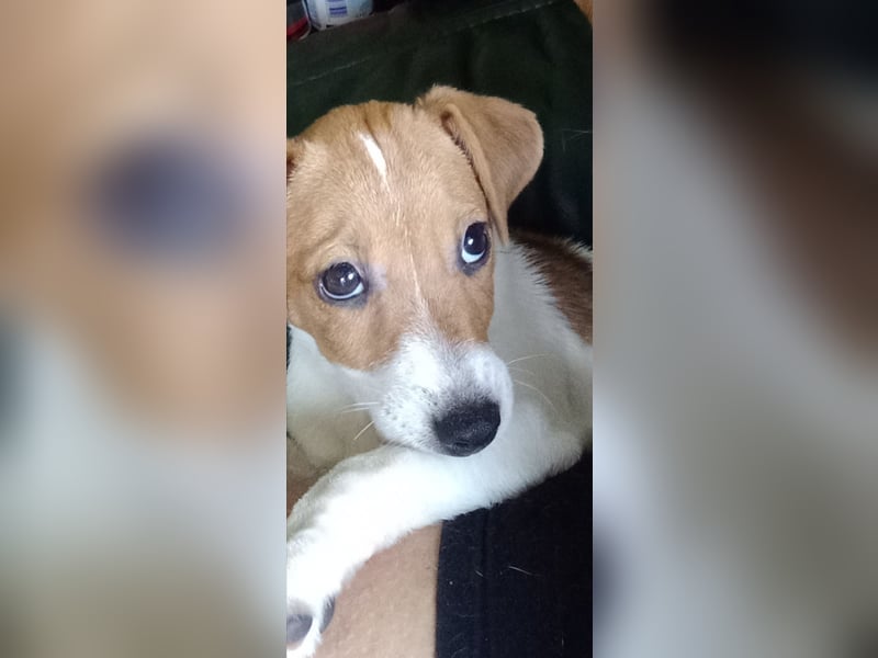 Jack russell terrier tricolor welpen