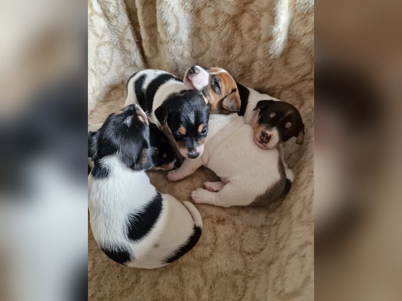 Jack russell terrier tricolor welpen
