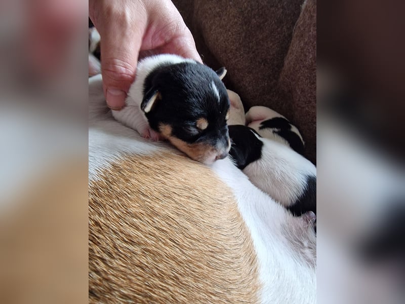 Jack russell terrier tricolor welpen