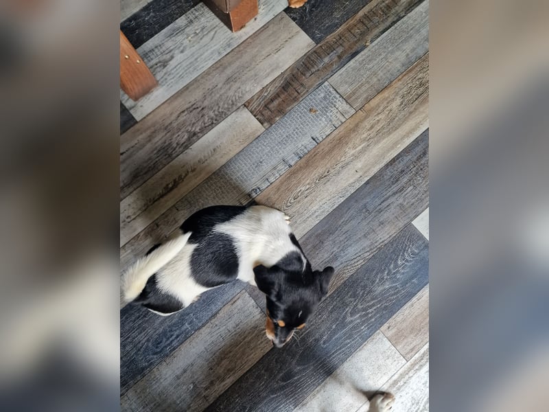 Jack russell terrier tricolor welpen