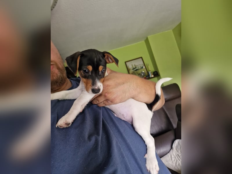 Jack russell terrier tricolor welpen