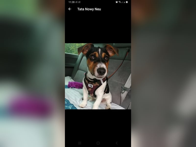 Jack russell terrier tricolor welpen