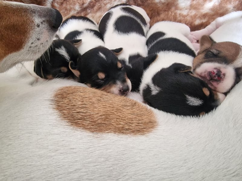 Jack russell terrier tricolor welpen