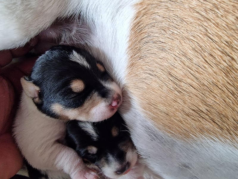 Jack russell terrier tricolor welpen