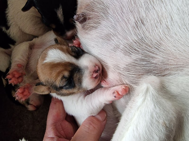 Jack russell terrier tricolor welpen