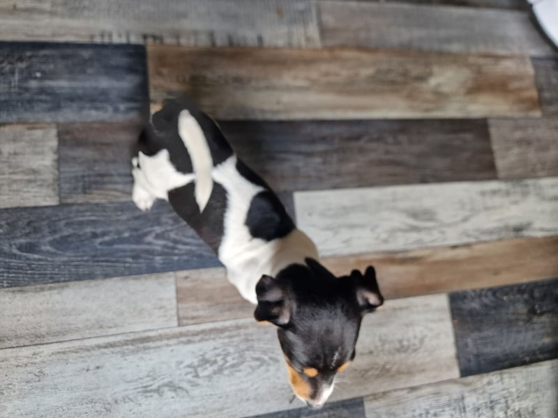 Jack russell terrier tricolor welpen