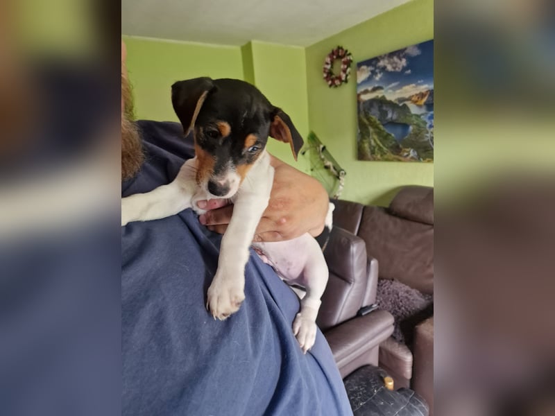 Jack russell terrier tricolor welpen