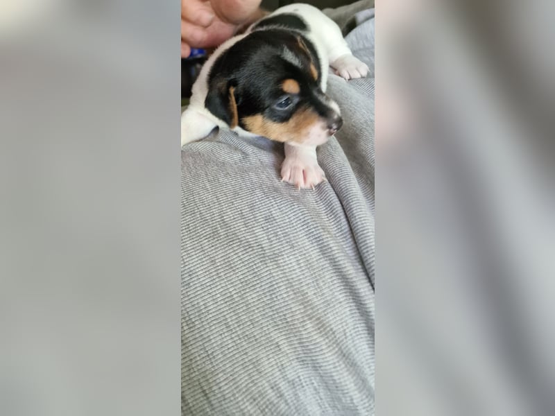 Jack russell terrier tricolor welpen