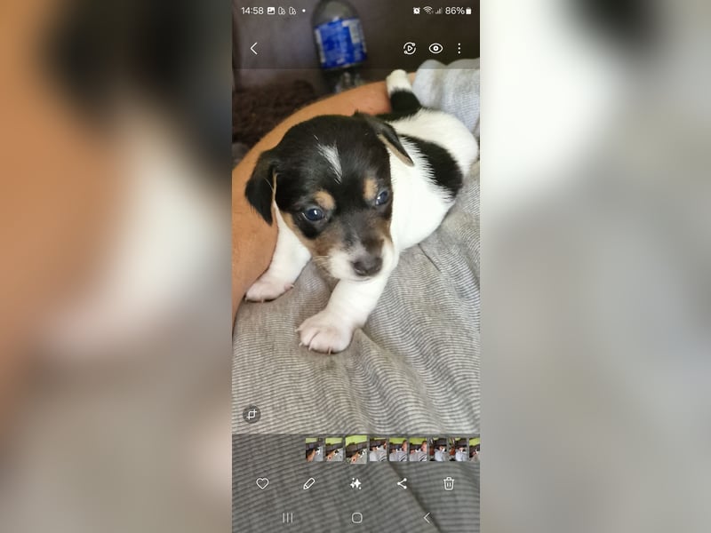 Jack russell terrier tricolor welpen