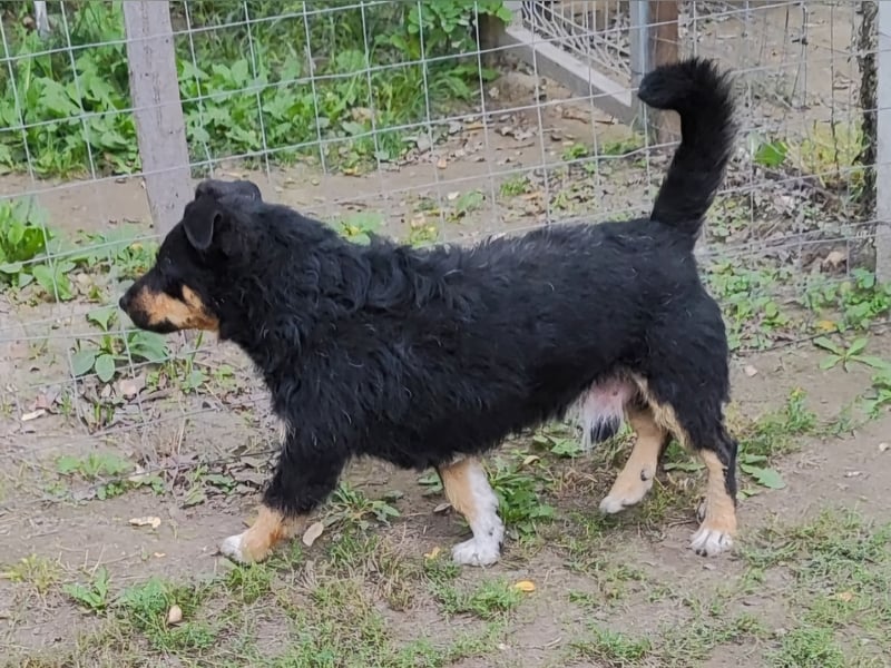 Feco-LM, selbstbewusster Bub sucht Zuhause