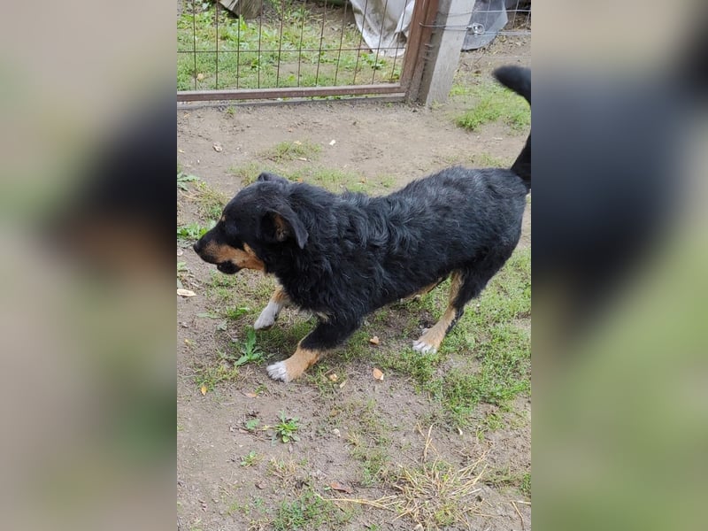 Feco-LM, selbstbewusster Bub sucht Zuhause