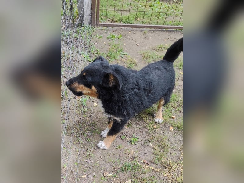 Feco-LM, selbstbewusster Bub sucht Zuhause