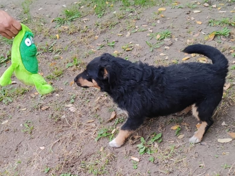 Feco-LM, selbstbewusster Bub sucht Zuhause